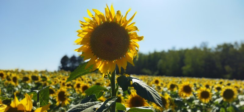 Le roi des tournesols. La Courie. juin 2022. Coraline Bengloan